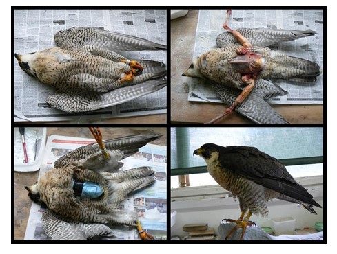 Curso de Taxidermia - Imagem 3