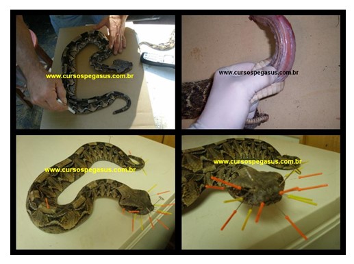 Curso de Taxidermia - Imagem 4