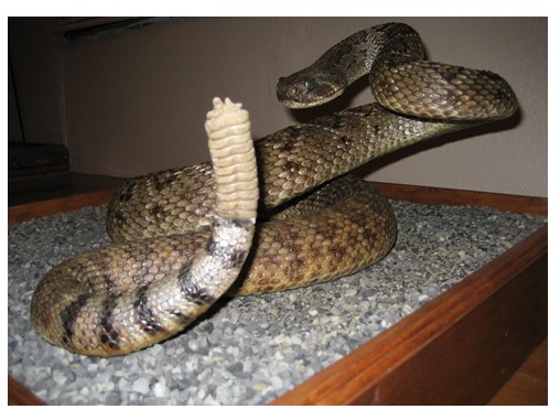 Curso de Taxidermia - Imagem 5